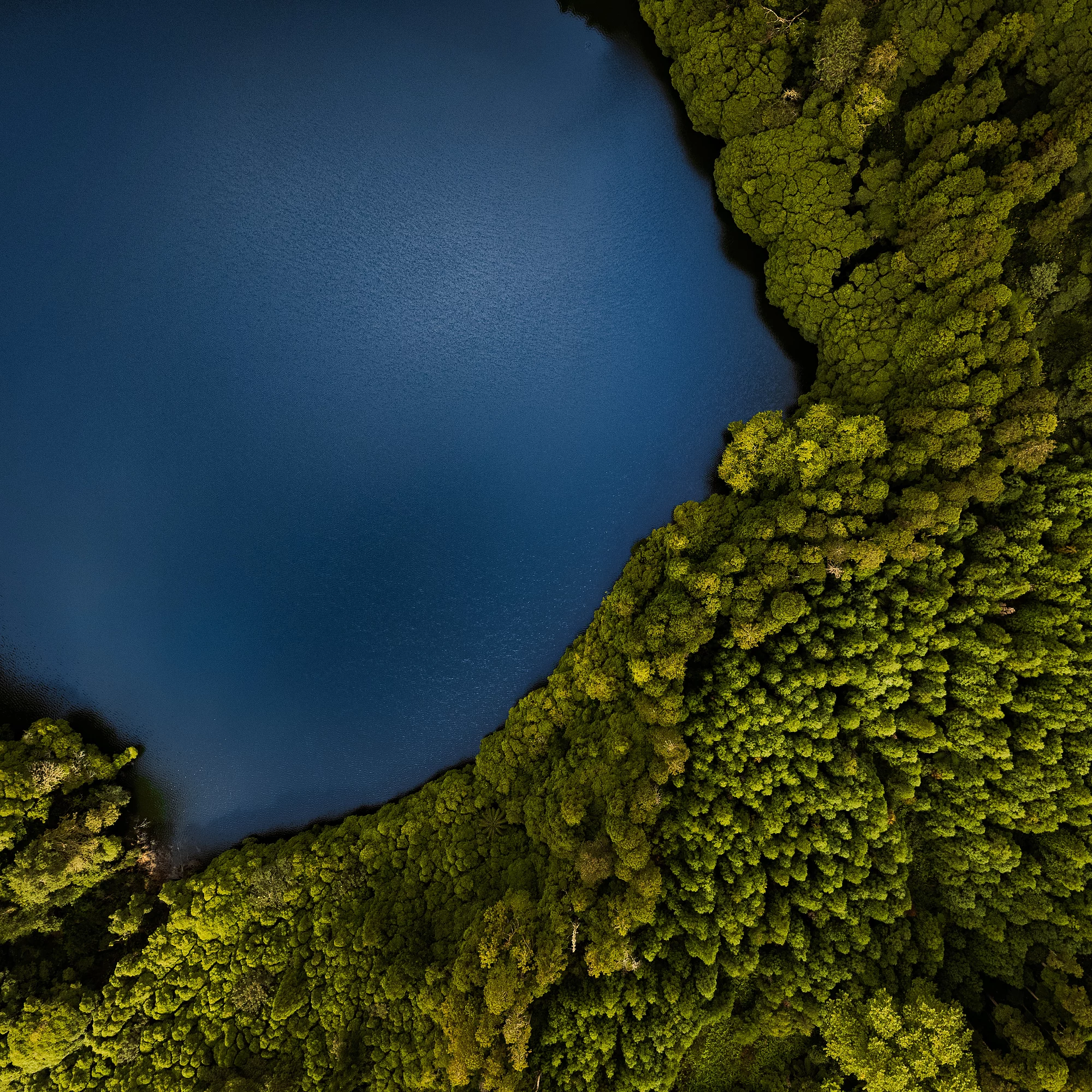 Luftbild eines Waldes mit angrenzendem See.