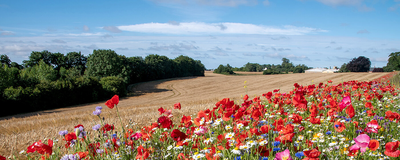 Eine Wiese mit Wildblumen vor einem Feld.