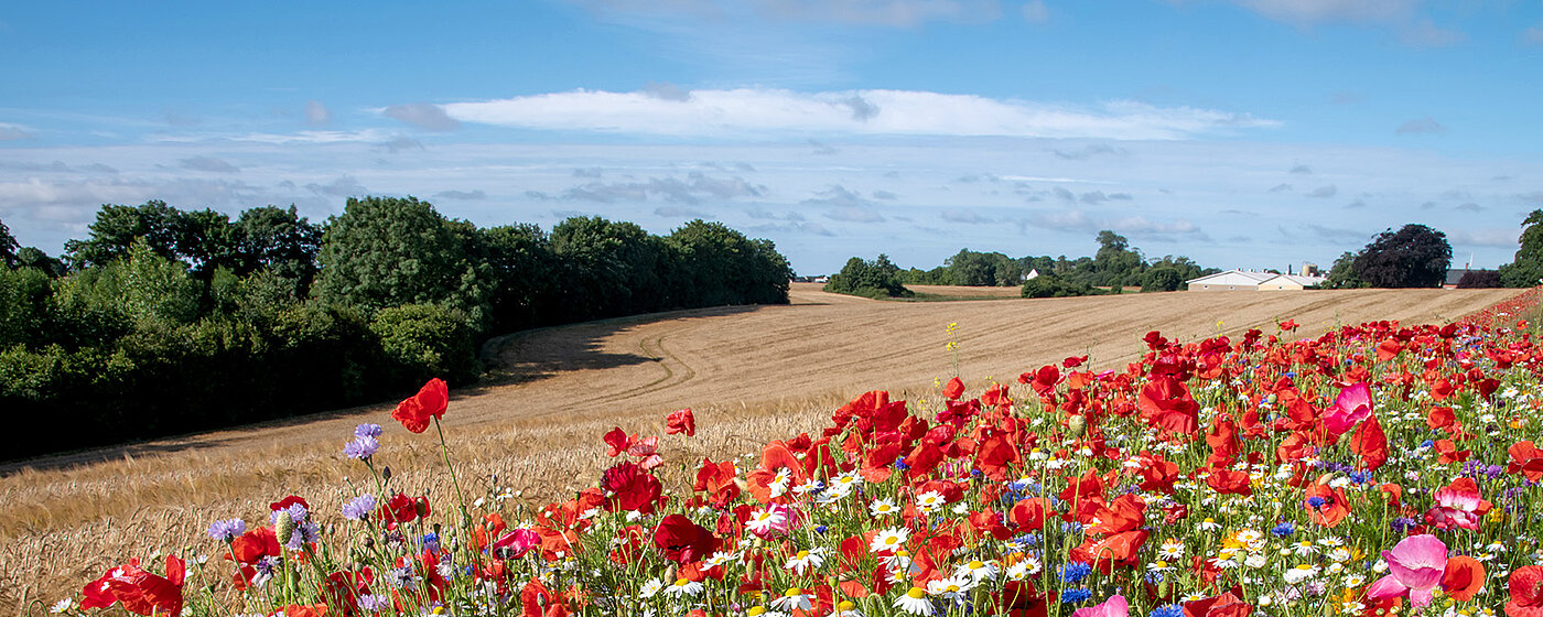 Eine Wiese mit Wildblumen vor einem Feld.